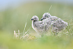 European Gulls