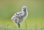 European Gull