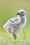 European Gull