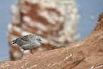 European Gull