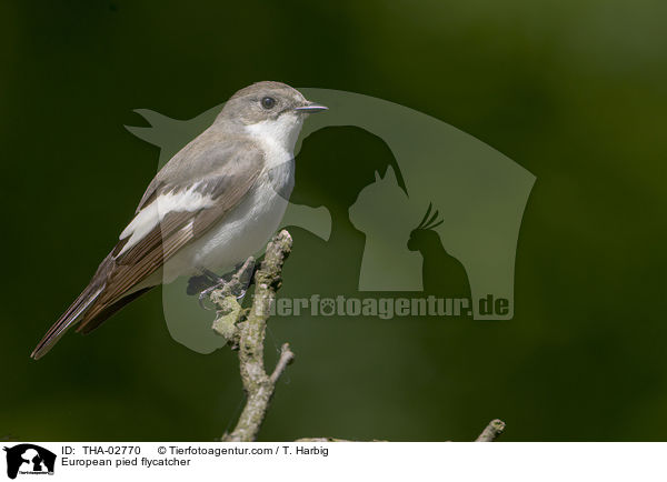 European pied flycatcher / THA-02770