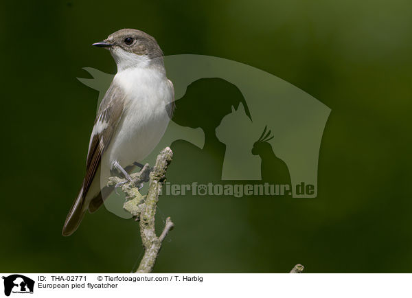 European pied flycatcher / THA-02771