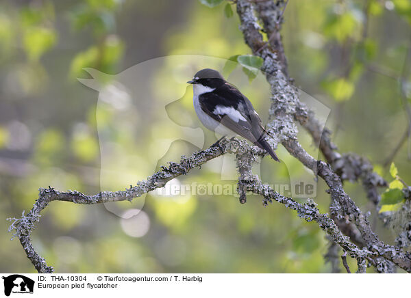 European pied flycatcher / THA-10304