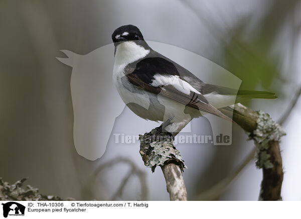 European pied flycatcher / THA-10306