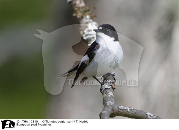 European pied flycatcher / THA-10310