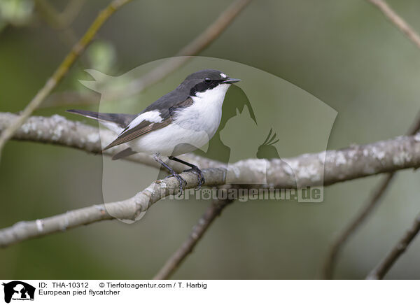 European pied flycatcher / THA-10312