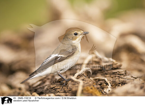 Trauerschnpper / western pied flycatcher / DMS-15616
