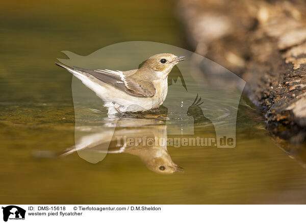 Trauerschnpper / western pied flycatcher / DMS-15618