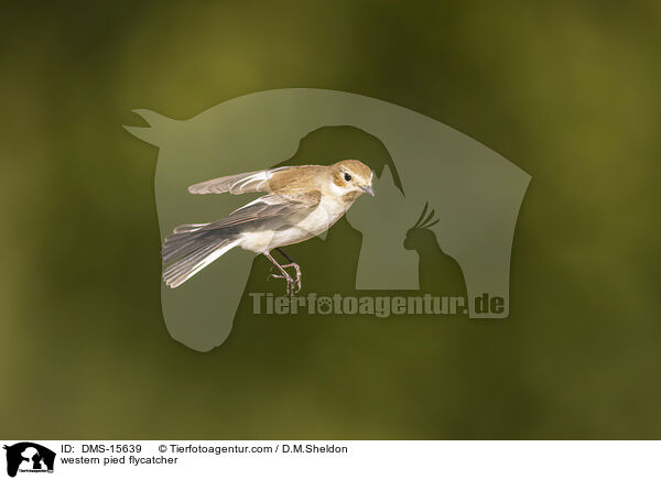 Trauerschnpper / western pied flycatcher / DMS-15639