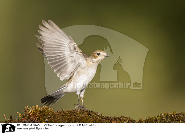 Trauerschnpper / western pied flycatcher / DMS-15645