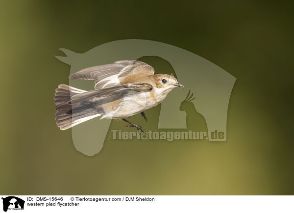 Trauerschnpper / western pied flycatcher / DMS-15646