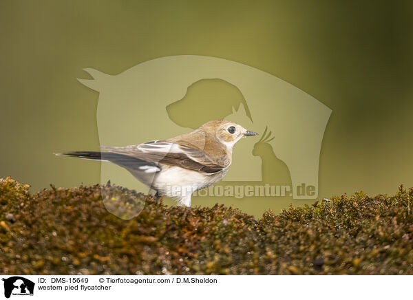 Trauerschnpper / western pied flycatcher / DMS-15649