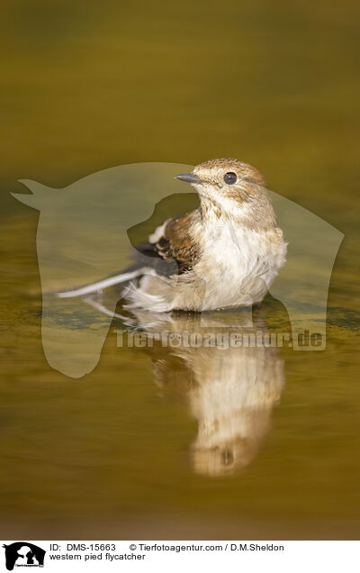 Trauerschnpper / western pied flycatcher / DMS-15663