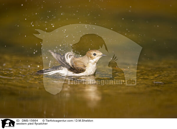 Trauerschnpper / western pied flycatcher / DMS-15664