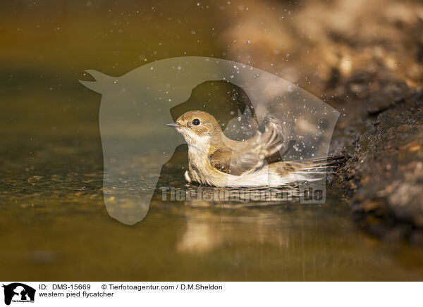 Trauerschnpper / western pied flycatcher / DMS-15669