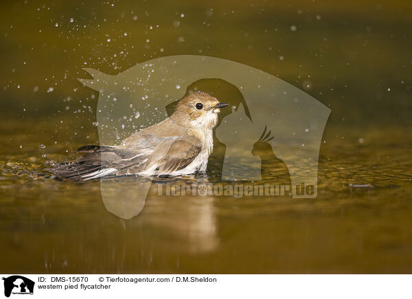 Trauerschnpper / western pied flycatcher / DMS-15670