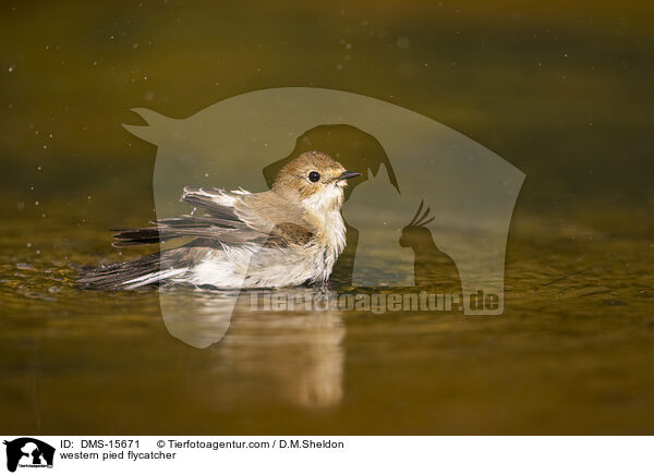Trauerschnpper / western pied flycatcher / DMS-15671