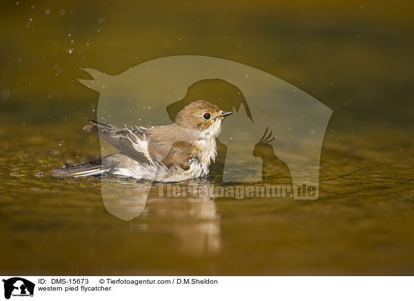 Trauerschnpper / western pied flycatcher / DMS-15673