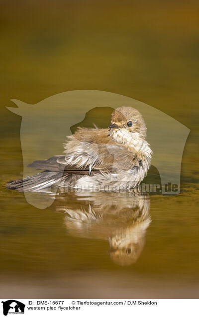 Trauerschnpper / western pied flycatcher / DMS-15677