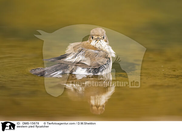 Trauerschnpper / western pied flycatcher / DMS-15678