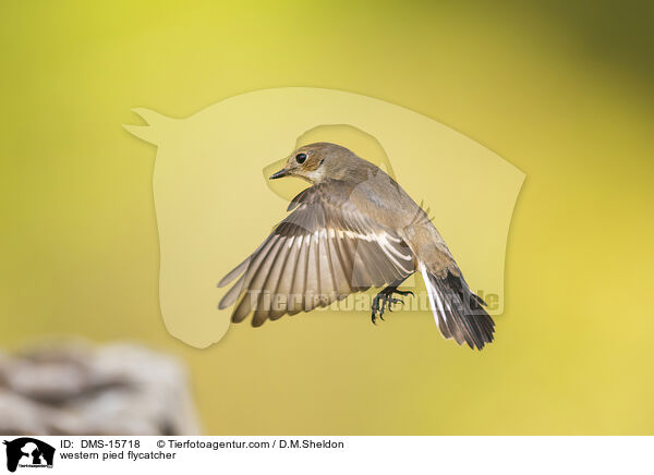 Trauerschnpper / western pied flycatcher / DMS-15718