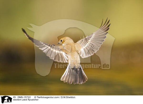 Trauerschnpper / western pied flycatcher / DMS-15722