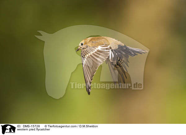 Trauerschnpper / western pied flycatcher / DMS-15728