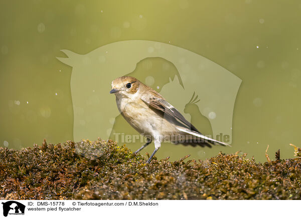 Trauerschnpper / western pied flycatcher / DMS-15778