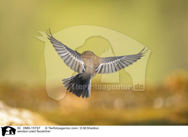 Trauerschnpper / western pied flycatcher / DMS-15797