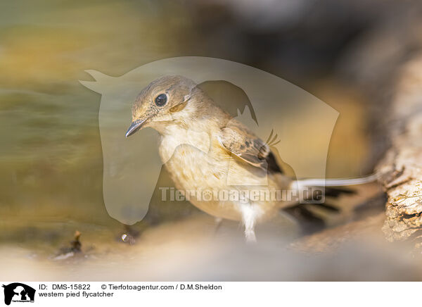 Trauerschnpper / western pied flycatcher / DMS-15822
