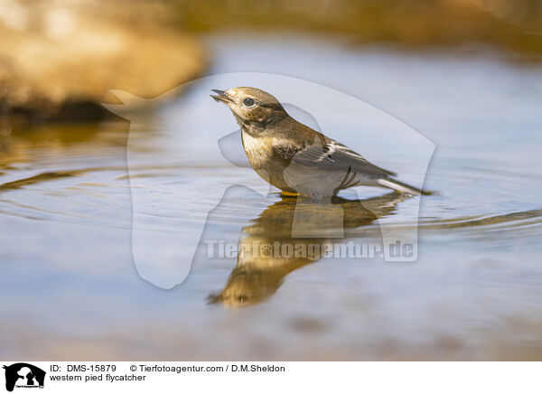 Trauerschnpper / western pied flycatcher / DMS-15879