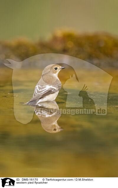 Trauerschnpper / western pied flycatcher / DMS-16170