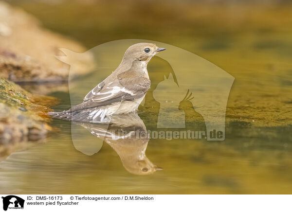 Trauerschnpper / western pied flycatcher / DMS-16173