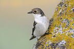 European pied flycatcher
