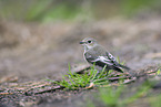 European pied flycatcher