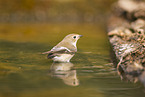 western pied flycatcher