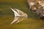 western pied flycatcher