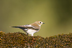 western pied flycatcher
