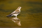 western pied flycatcher