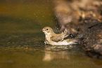 western pied flycatcher