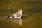 western pied flycatcher