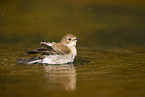 western pied flycatcher