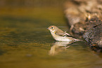 western pied flycatcher
