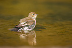 western pied flycatcher