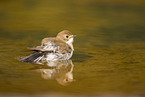 western pied flycatcher