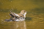western pied flycatcher