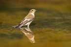 western pied flycatcher