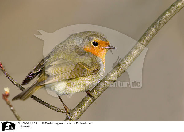 Rotkehlchen / redbreast / DV-01135