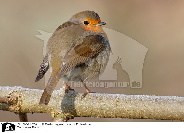 European Robin / DV-01378