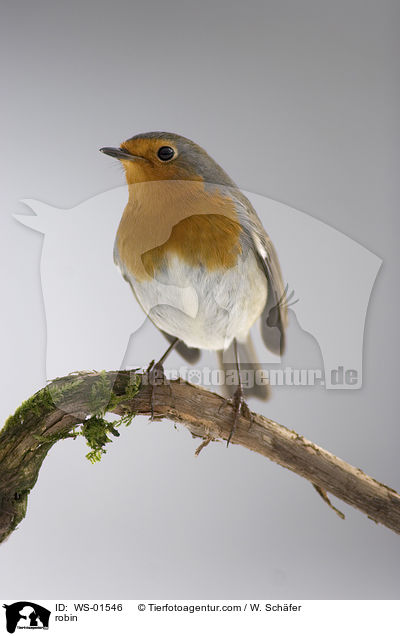 robin / WS-01546